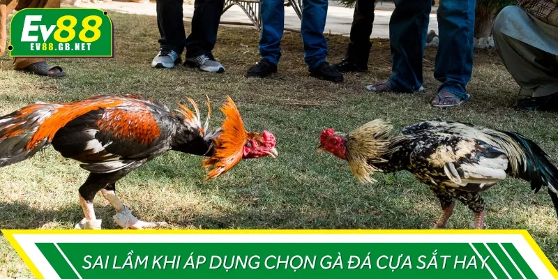 Một vài sai lầm phổ biến khi lựa chọn gà chọi cựa sắt