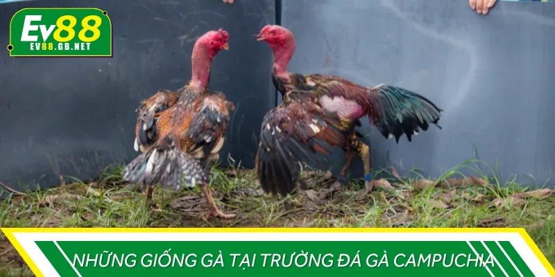 Các giống gà phổ biến tại những trường gà Campuchia 