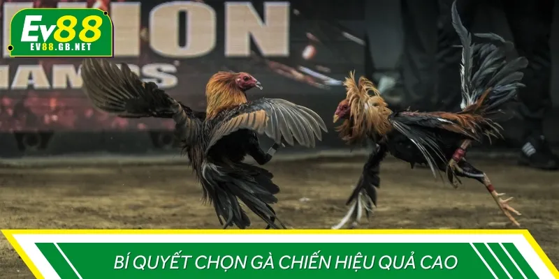 Bí quyết để lựa chọn được chiến kê tiềm năng trước trận đấu