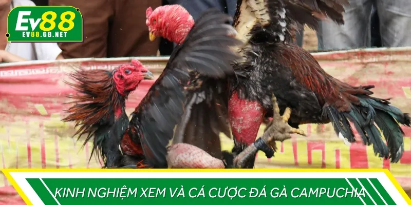 Kinh nghiệm cược chọi gà Campuchia đem lại tỷ lệ thắng cao