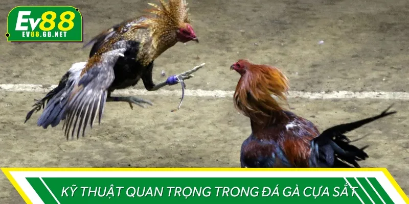 Một số kỹ năng quan trọng mà chiến kê tham gia chọi gà cựa sắt cần có