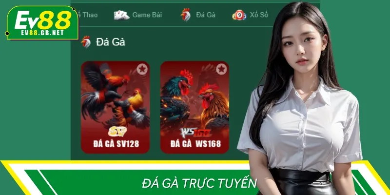 Khi đến đây, bạn có thể theo dõi và đặt cược đá gà trực tuyến HD