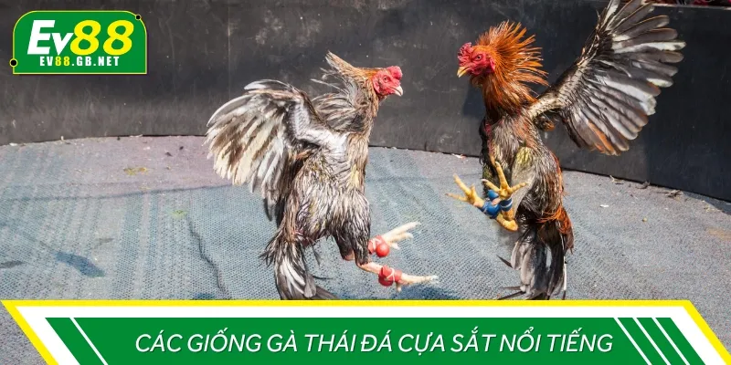 Một số giống gà đá cựa sắt Thái phổ biến hiện nay